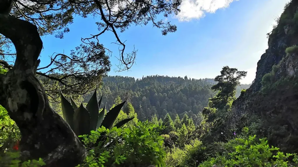 pulmón verde | PERH