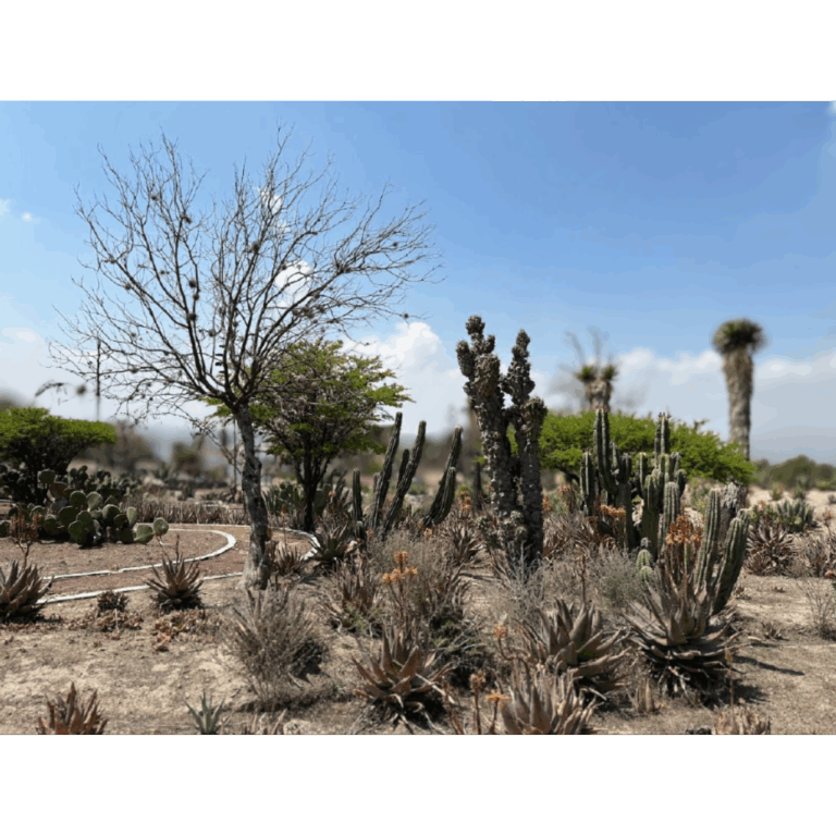 Imagen análoga de la primera etapa del Parque Ecológico_2